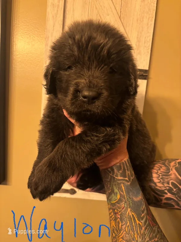 Waylon – Newfoundland puppy for sale in Hanoverton, OH