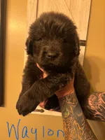 Waylon, a male Newfoundland for sale in Hanoverton, OH – Photo 1 of 3