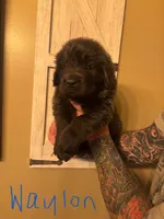 Waylon, a male Newfoundland for sale in Hanoverton, OH – Photo 3 of 3