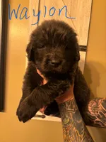 Waylon, a male Newfoundland for sale in Hanoverton, OH – Photo 2 of 3