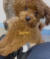 po, a male Poodle - Toy  for sale in Cleveland, OH – Photo 5 of 6