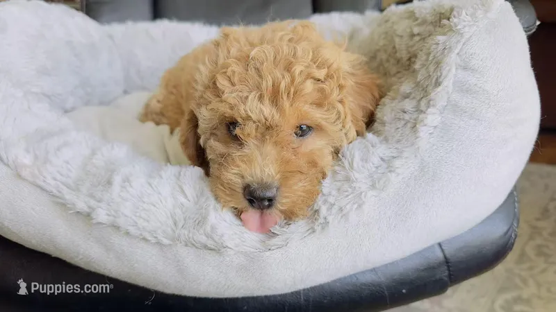 po – Poodle - Toy  puppy for sale in Cleveland, OH