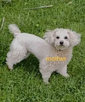 po, a male Poodle - Toy  for sale in Cleveland, OH – Photo 6 of 6