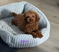 mimi, a female Poodle - Miniature  for sale in Cleveland, OH – 3 of 5