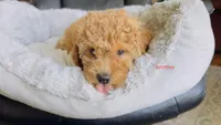 mimi, a female Poodle - Miniature  for sale in Cleveland, OH – 1 of 5