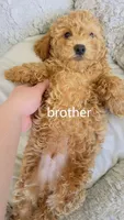 huahua, a male Poodle - Miniature  for sale in Cleveland, OH – 3 of 6