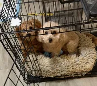 mimi, a female Poodle - Miniature  for sale in Cleveland, OH – 5 of 5