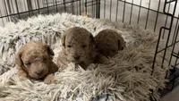 po, a male Poodle - Miniature  for sale in Cleveland, OH – 3 of 6