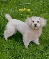 huahua, a male Poodle - Miniature  for sale in Cleveland, OH – 4 of 6