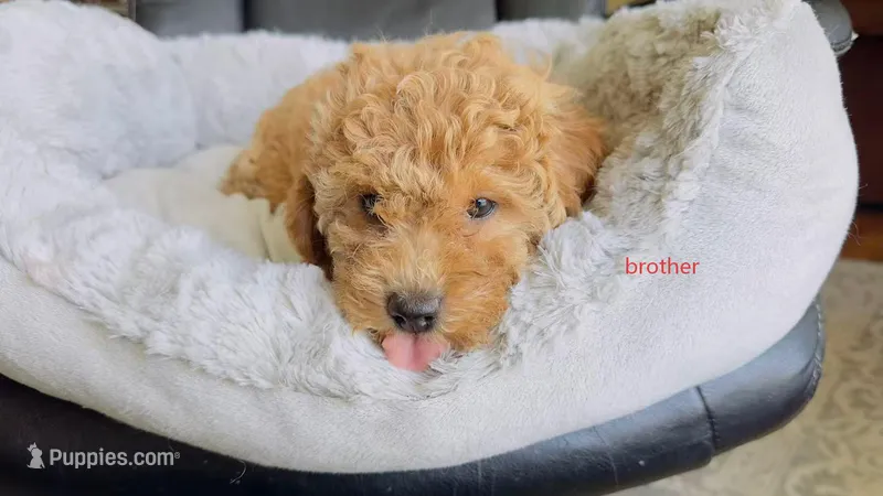 po – Poodle - Miniature  puppy for sale in Cleveland, OH