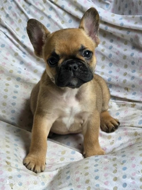 Female French Bulldog Puppy – French Bulldog puppy for sale in Poynette, WI