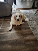 Scarlett , a female Golden Retriever for sale in Saint Ansgar, IA – Photo 1 of 3