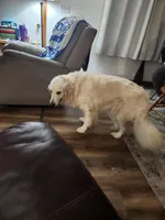 Scarlett , a female Golden Retriever for sale in Saint Ansgar, IA – Photo 3 of 3