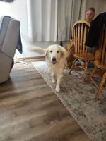 Scarlett , a female Golden Retriever for sale in Saint Ansgar, IA – Photo 2 of 3