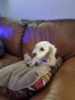 Bella, a female Cavachon for sale in Saint Ansgar, IA – Photo 2 of 2