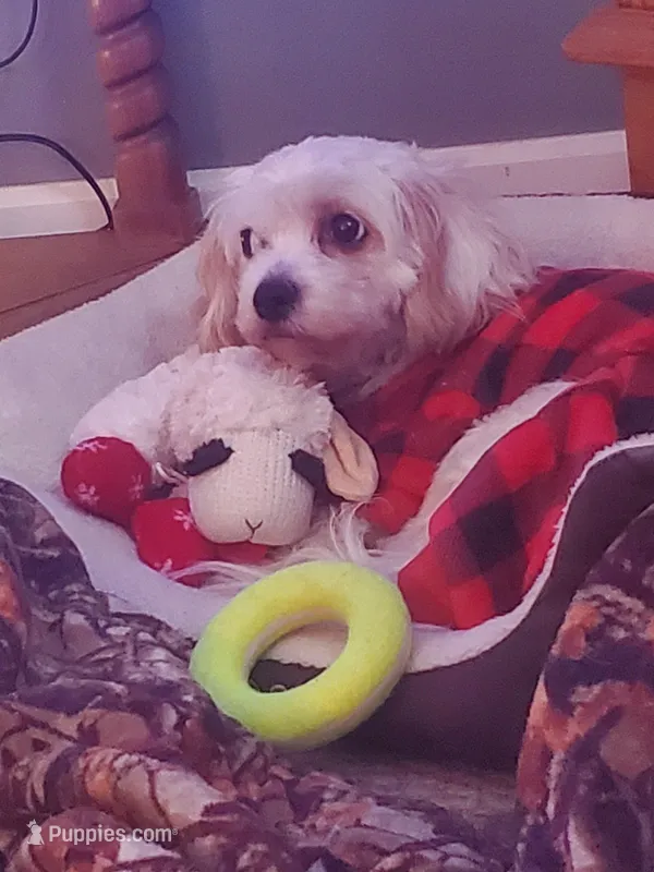 Bella, a female Cavachon for sale in Saint Ansgar, IA – Photo 1 of 2