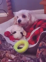 Bella, a female Cavachon for sale in Saint Ansgar, IA – Photo 1 of 2