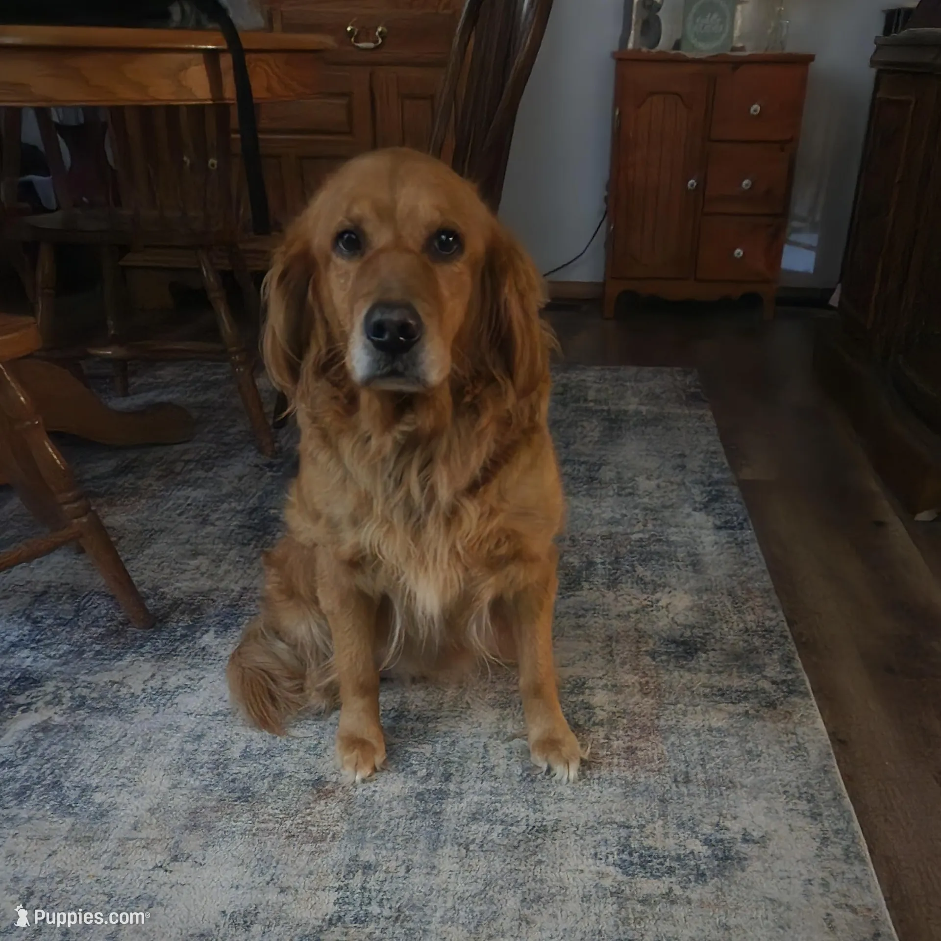 Maizy May , a female Golden Retriever for sale in Saint Ansgar, IA – Photo 1 of 2