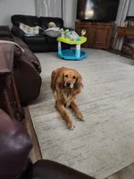 Maizy May , a female Golden Retriever for sale in Saint Ansgar, IA – Photo 2 of 2
