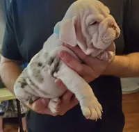 Abron, a male English Bulldog for sale in Stockbridge, GA – 2 of 2