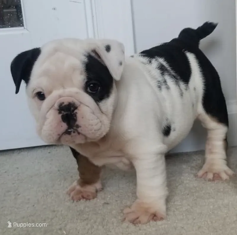sugar – English Bulldog puppy for sale in Stockbridge, GA
