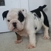 sugar, a female English Bulldog for sale in Stockbridge, GA – 1 of 3