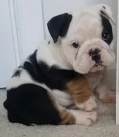 sugar, a female English Bulldog for sale in Stockbridge, GA – 3 of 3