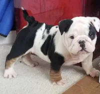 sugar, a female English Bulldog for sale in Stockbridge, GA – 2 of 3