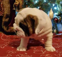 Roma, a female English Bulldog for sale in Stockbridge, GA – 1 of 1
