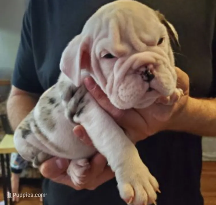 Abron – English Bulldog puppy for sale in Stockbridge, GA