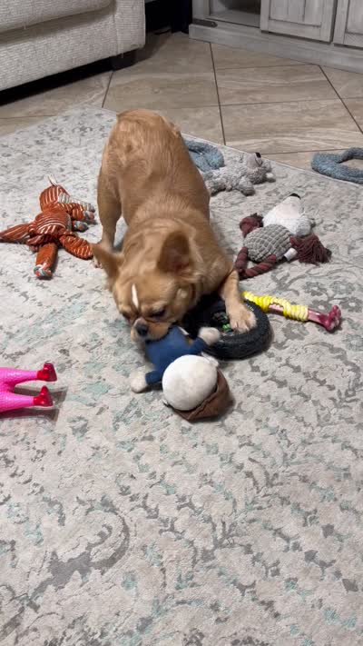Chica, a female French Bulldog for sale in Loganville, GA – 4 of 4
