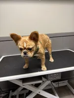 Chica, a female French Bulldog for sale in Loganville, GA – 3 of 4