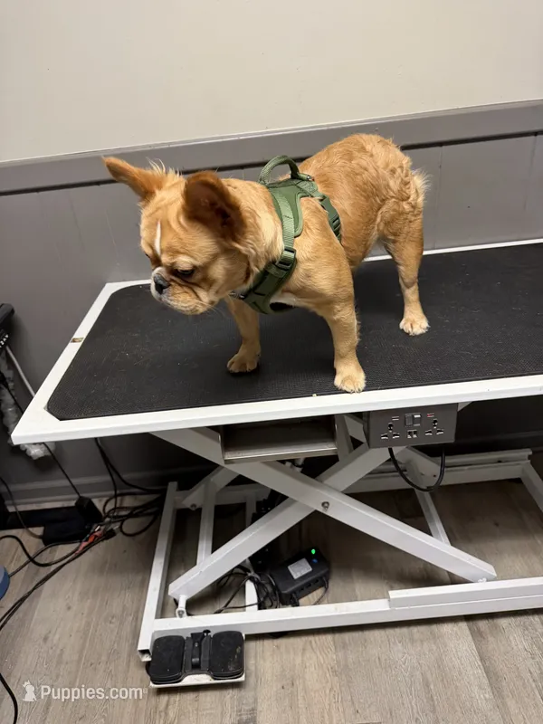Chica – French Bulldog puppy for sale in Loganville, GA