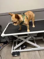 Chica, a female French Bulldog for sale in Loganville, GA – 1 of 4