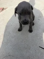 Cane Corso, a male Cane Corso for sale in Los Angeles, CA – 3 of 4