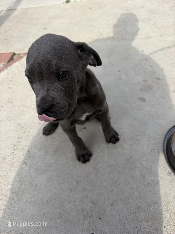 Cane Corso – Cane Corso puppy for sale in Los Angeles, CA