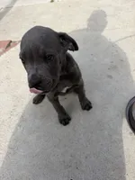 Cane Corso, a male Cane Corso for sale in Los Angeles, CA – 1 of 4