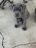 Cane Corso, a male Cane Corso for sale in Los Angeles, CA – 4 of 4
