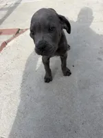 Cane Corso, a male Cane Corso for sale in Los Angeles, CA – 2 of 4