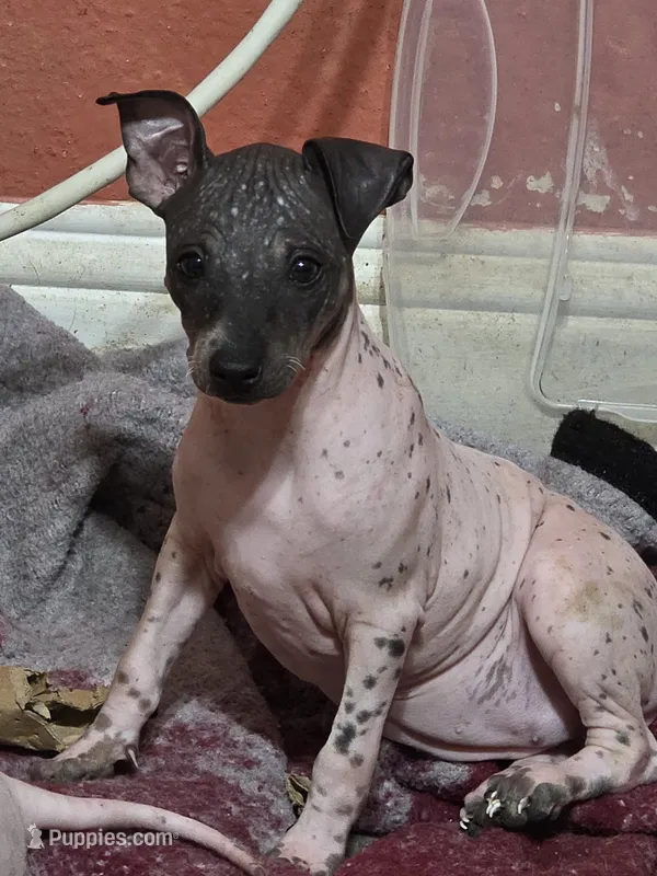 Darla  – American Hairless Terrier puppy for sale in Houston, TX