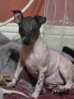Darla , a female American Hairless Terrier for sale in Houston, TX – 1 of 1