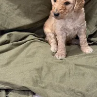 Hercules, a male Poodle - Standard  for sale in Clermont, FL – 1 of 1