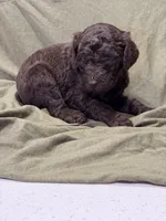 Coco, a female Poodle - Standard  for sale in Clermont, FL – Photo 2 of 6