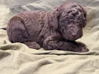 Coco, a female Poodle - Standard  for sale in Clermont, FL – Photo 6 of 6