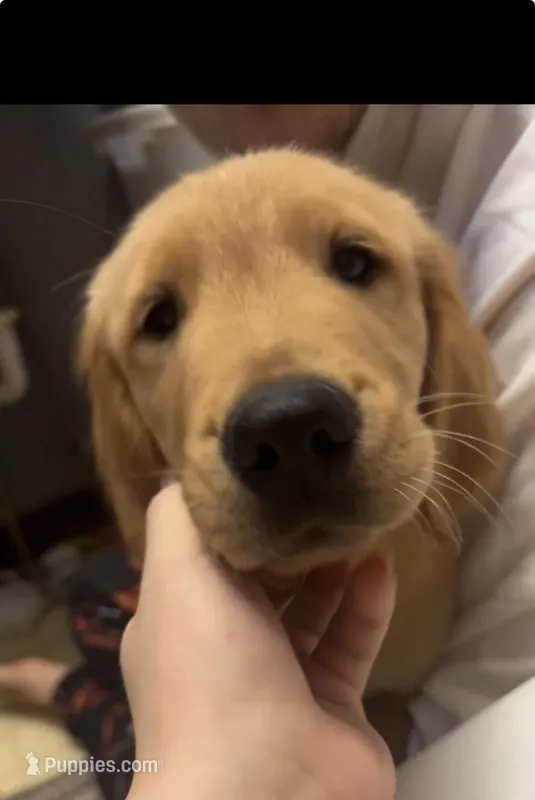 Oliver – Golden Retriever puppy for sale in Arkansas City, KS