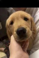 Oliver, a male Golden Retriever for sale in Arkansas City, KS – Photo 1 of 2