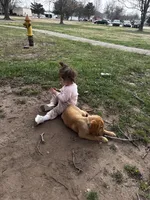 Oliver, a male Golden Retriever for sale in Arkansas City, KS – Photo 2 of 2