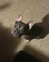 Blue , a male French Bulldog for sale in East Chicago, IN – 2 of 3