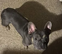 Blue , a male French Bulldog for sale in East Chicago, IN – 3 of 3