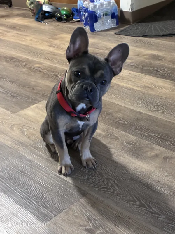 Blue  – French Bulldog puppy for sale in East Chicago, IN